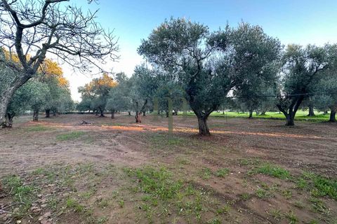 Ruinere i Ostuni, Brindisi, Ostuni - € 79.000 | Ref: Lamia Degli Uli - foto 12